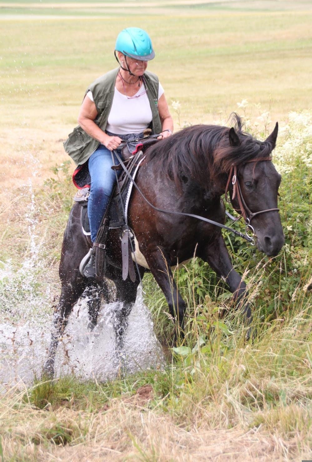 Horse extreme trail