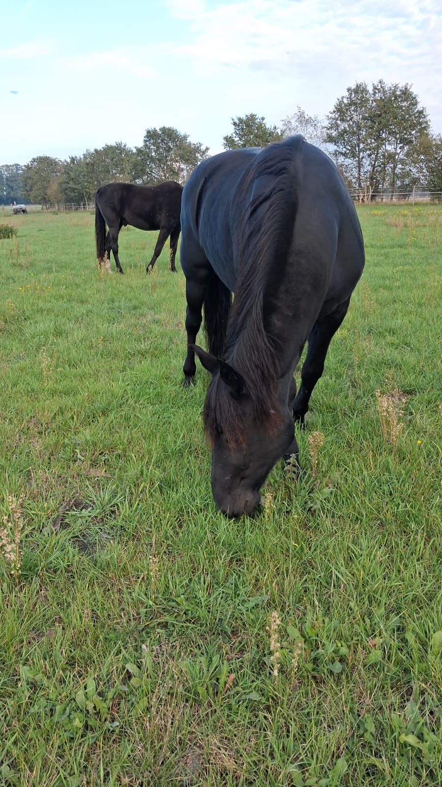 Black horse eating grass