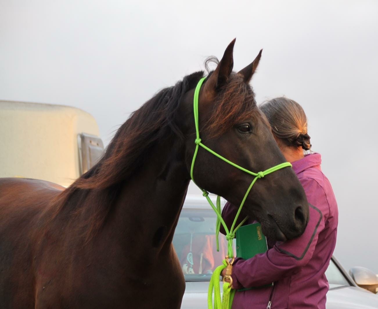 Person holding horse
